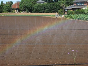 畑の虹
