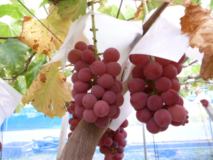 シナノスマイル