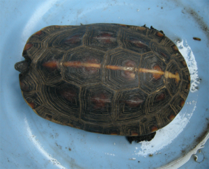 セマルハコガメ